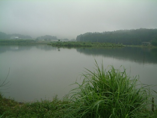 圖2 雙連埤周圍環境仍保留原始風貌，湖中長滿草的陸地實為一浮島，會隨風吹動而飄移。