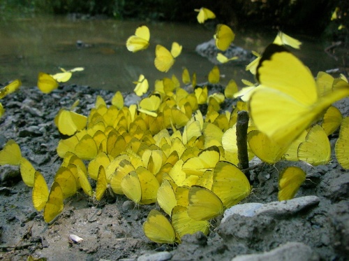 夏天聚集在溪谷吸水的蝴蝶群而形成的蝴蝶谷 (林靜渝攝)