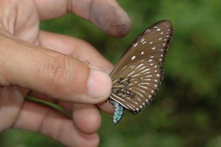 每年的七月宜蘭當地的志工會在宜蘭進行紫蝶補捉及標放，在蝴蝶的翅膀上寫下專屬宜蘭的記號