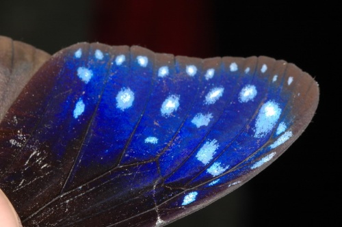 紫斑蝶的翅端會因角度的不同，而呈現不同美麗金屬光澤的紫色。