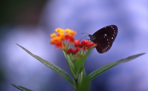 小紫斑蝶腹面，上翅中央有一個白色斑點。