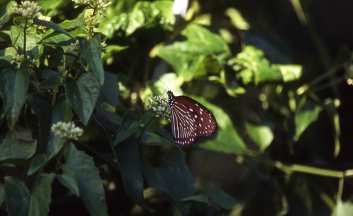 端紫斑蝶的雌蝶，翅膀上的斑紋較類似青斑蝶。