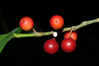 島榕的果實，成熟後是鮮紅色。