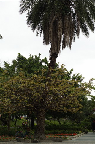 雀榕(纏在椰子樹下方)是最有名的纏勒植物，藉由鳥類的傳播種子，可以依附在別人的身上，並在幾年的時間內長成大樹，將原本依附的大樹慢慢纏勒致死，成為自己的養份。