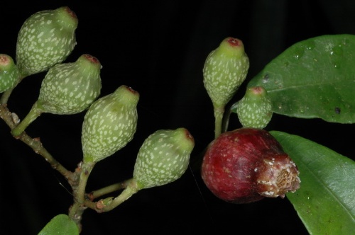 天仙果的果實，像不像一個奶嘴？ 天仙果是低海拔山區極常見的植物，但因進年來多數人迷信它具有食補藥效，野外的植株被人大量連根拔起，在野外已不多見了。