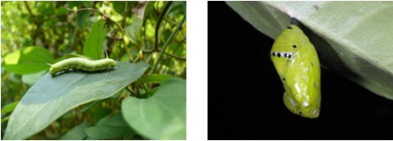 左圖：剛蛻皮的幼蟲 / 右圖：小紋青斑蝶的蛹