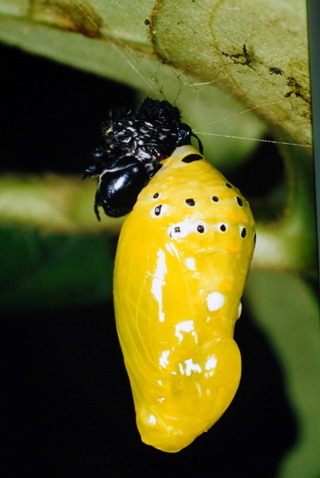 剛化蛹的蛹