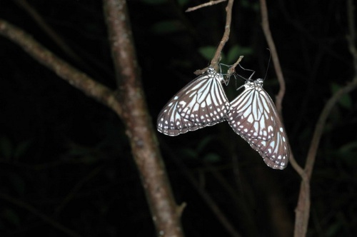姬小紋青斑蝶交尾，左雌右雄，雄蝶後翅具有深褐色的性標。