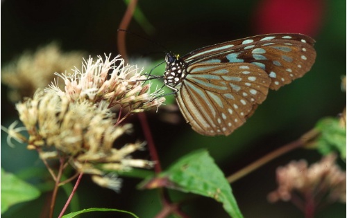 前翅前緣有一細斑紋的琉球青斑蝶