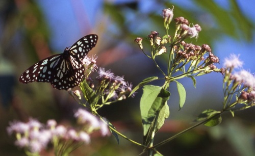 在宜蘭地區數量不多的淡紋青斑蝶