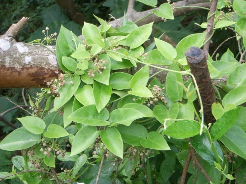 多種青斑蝶幼蟲的寄主植物─歐蔓
