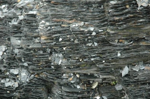 圖4 板岩的葉理構造（攝於南方澳內埤海邊）