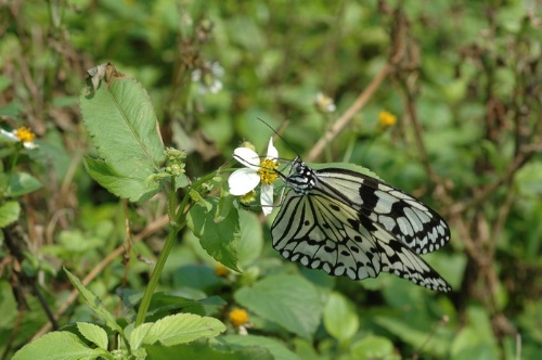 體型碩大的大白斑蝶是宜蘭東北角一帶常見的大型蝴蝶