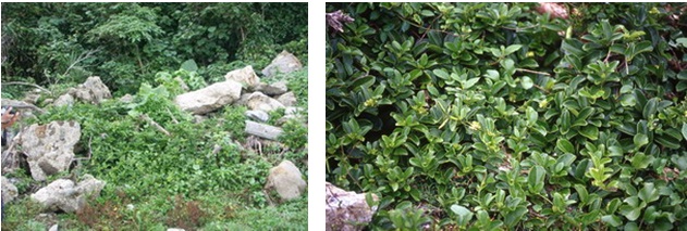 左圖：爬森藤是海岸礁岩及灌叢間常見的植物 / 右圖：厚實的葉片是在海岸惡劣環境生存的必備條件