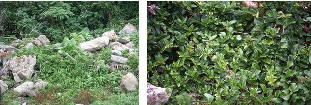 左圖：爬森藤是海岸礁岩及灌叢間常見的植物 / 右圖：厚實的葉片是在海岸惡劣環境生存的必備條件