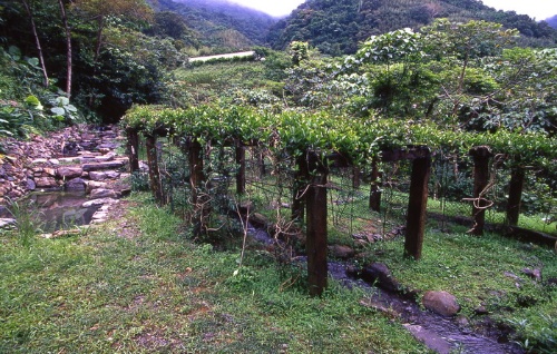 宜蘭地區除了東北角一帶可以找到爬森藤以外，在頭城農場中有大面積的種植及復育。