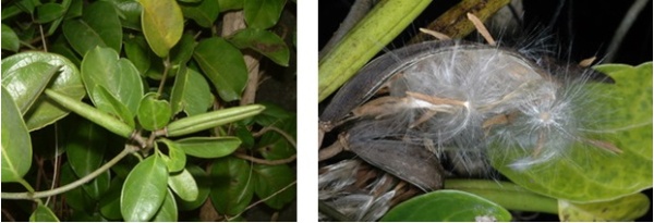 左圖：爬森藤的果實 / 右圖：果實成熟後裂開，具有纖毛的種子會隨風飄散。