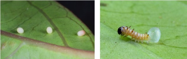 左圖：大白斑蝶的卵 / 右圖：剛孵化的一齡幼蟲