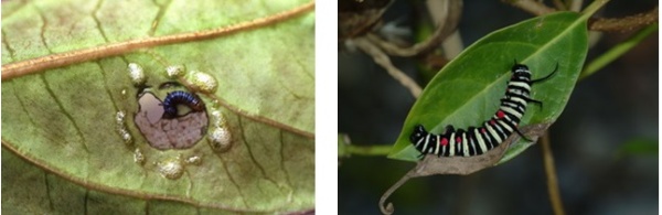 左圖：一齡幼蟲於葉背啃食葉片成一「C」字形 / 右圖：黑白相間的終齡幼蟲