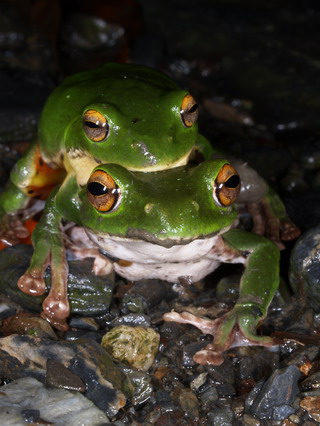 翠綠的莫氏樹蛙是台灣特有種蛙類