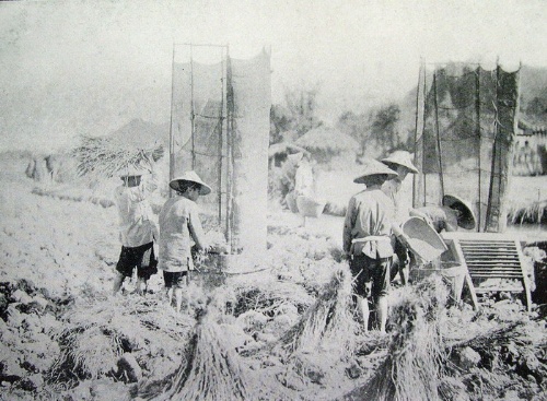 豐收打穀。圖片來源：臺中州立農事試驗場編，《耕鋤法》。台中：臺中州立農事試驗場編，1932