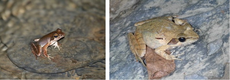 左圖：體型較瘦長的梭德氏赤蛙雄蛙 / 右圖：體型較肥胖的梭德氏赤蛙雌蛙