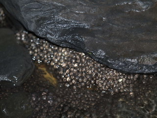 產在石頭底下的梭德氏赤蛙卵