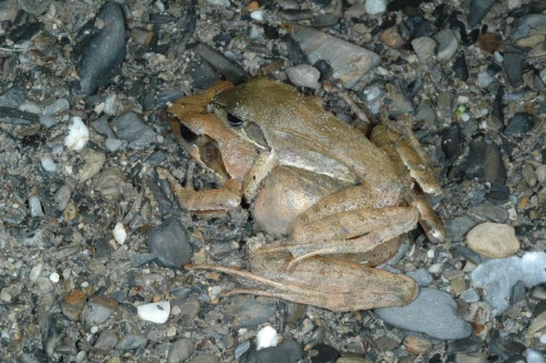 梭德氏赤蛙假交尾，雌雄體型明顯不同，上方體型瘦長者為雄性。