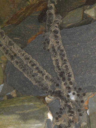 像一條條拉鍊的卵