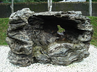 圖6 變質岩中的矽質片岩夾黑色片岩。黑白相間的帶狀構造與片狀的組織為其主要的特徵