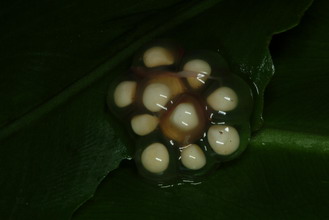 中國樹蟾產於靠近水邊植物葉面上的卵