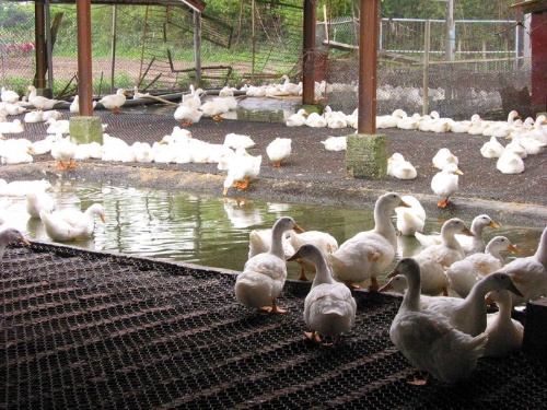 基於環保考量，宜蘭縣自1993年規定河川禁止養鴨，目前飼養方式多以池塘圈養為主。