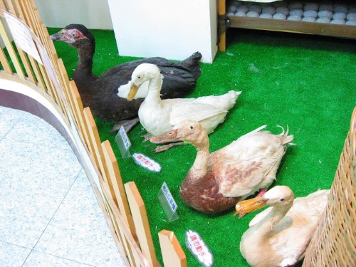 黑色番鴨(最左)，母褐色菜鴨(最右)。