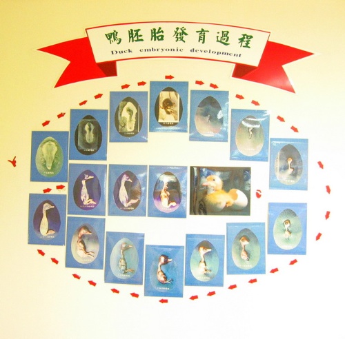 鴨胚胎發育過程圖