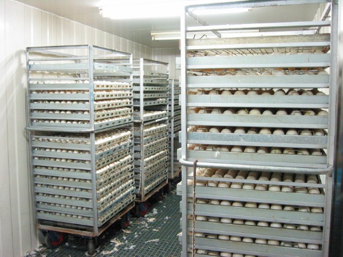 現代已排好的鴨蛋，等待送入自動化的孵化器。