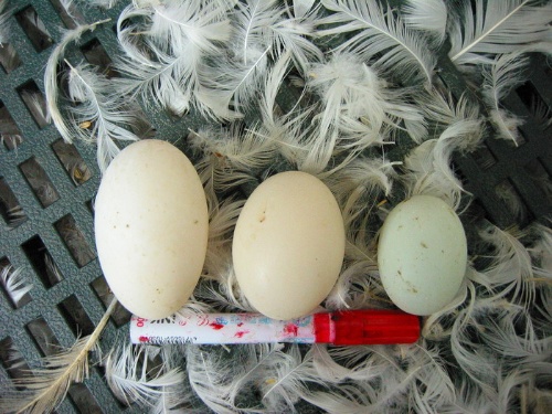 不同鴨隻品種所產之蛋其大小、顏色略有不同，圖中由左至右分別為北京鴨之雙黃蛋、北京鴨蛋、褐色菜鴨蛋，雙黃蛋的孵化成功率較低，大多用來製作鹹蛋。