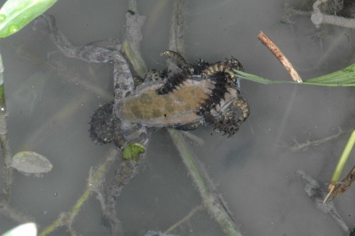 幼蟲集體在吃死青蛙