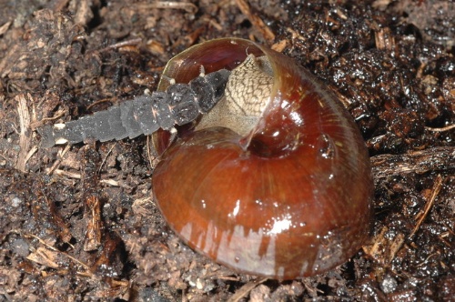 捕食斯文豪氏蝸牛的幼蟲
