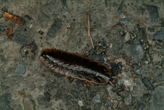 長得像蟑螂的幼蟲