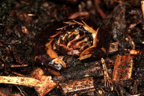 捕食小獵物時會用身體捲住獵物
