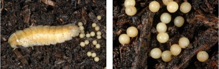 左圖：產卵中全身雪白的雌蟲 / 右圖：發光強又大的卵