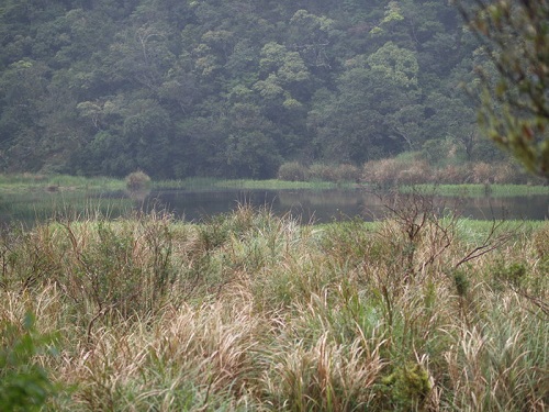 神秘湖的周邊已由芒草、九芎及水社柳所構成的高草區及林澤，顯示此湖域已漸漸陸化中。