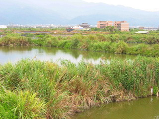 地勢低漥使得大塭地區一片水茫茫
