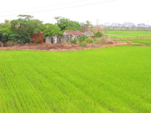 大塭因為都是水田，不用犁田鬆土，只要把地整平即可插秧。