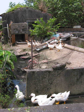 塭底以前養鴨都養在「港底」（河裡）、「港邊」（河邊）、水溝等地方。