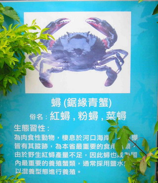 稻子收割後，將水閘門打開，河中的魚蝦便能游到稻田裡，除沙蝦、草蝦外，甚至連鹹水的蟳仔也會跑進來。