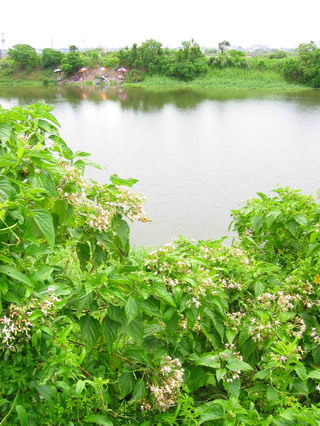 海州常山傍水而生