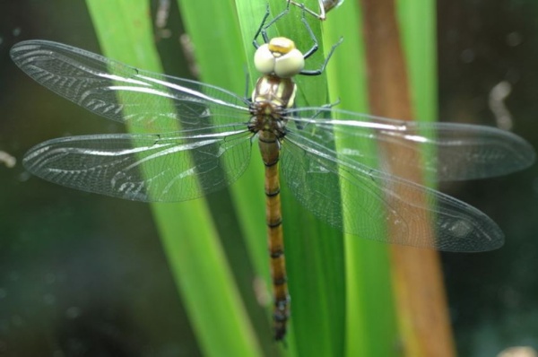 顏色偏橙紅的雌蟲 (剛羽化)