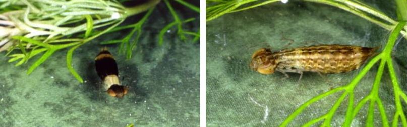 左：黑白相間的初齡稚蟲 / 右：較老熟之稚蟲