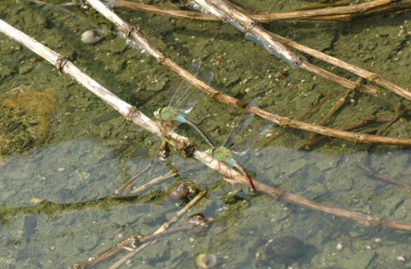 連結產卵中的成蟲